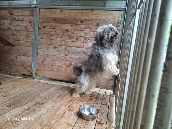 Pies do adopcji, Orzechowce, 18 maja 2025 (1/5)