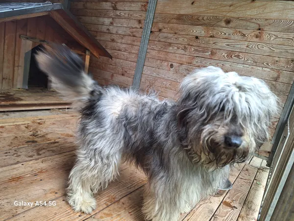 Pies do adopcji, Orzechowce, 18 maja 2025 (2/5)