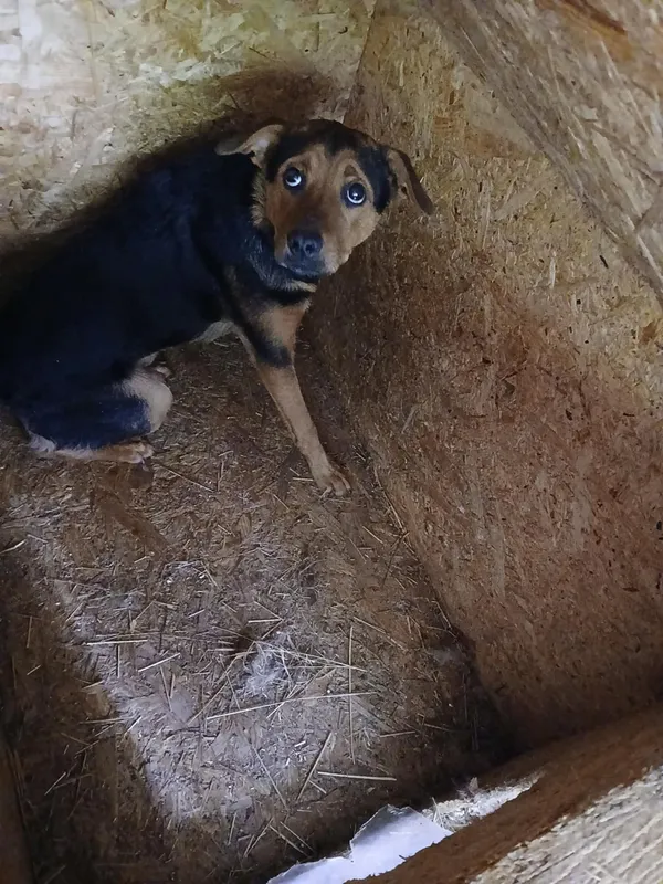 Pies do adopcji, Orzechowce, 16 maja 2025 (2/5)