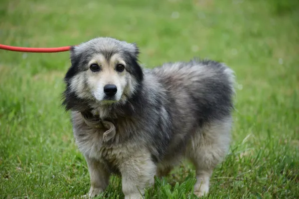 Pies do adopcji, Ropczyce, 19 maja 2025