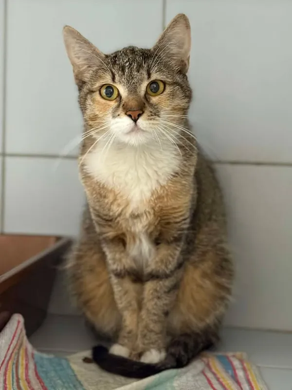 Znaleziono kota, Lublin, 15 maja 2025