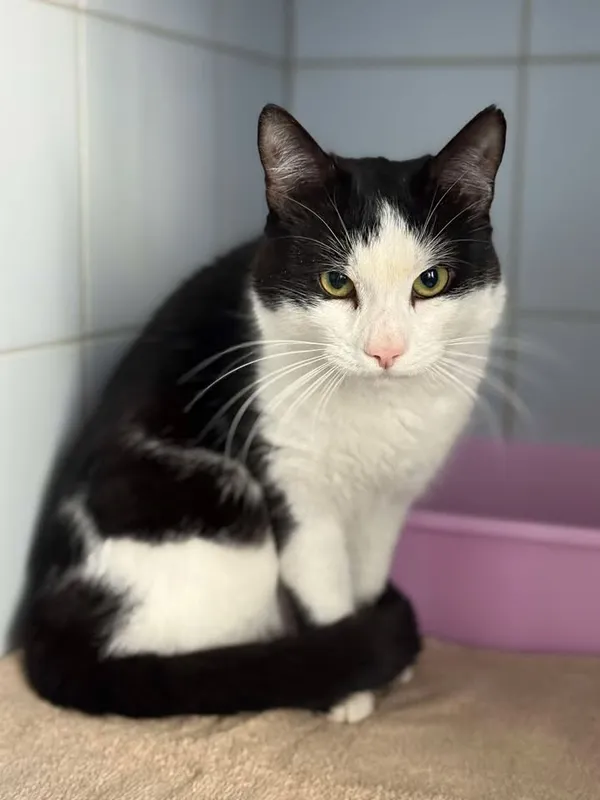 Znaleziono kota, Lublin, 19 maja 2025