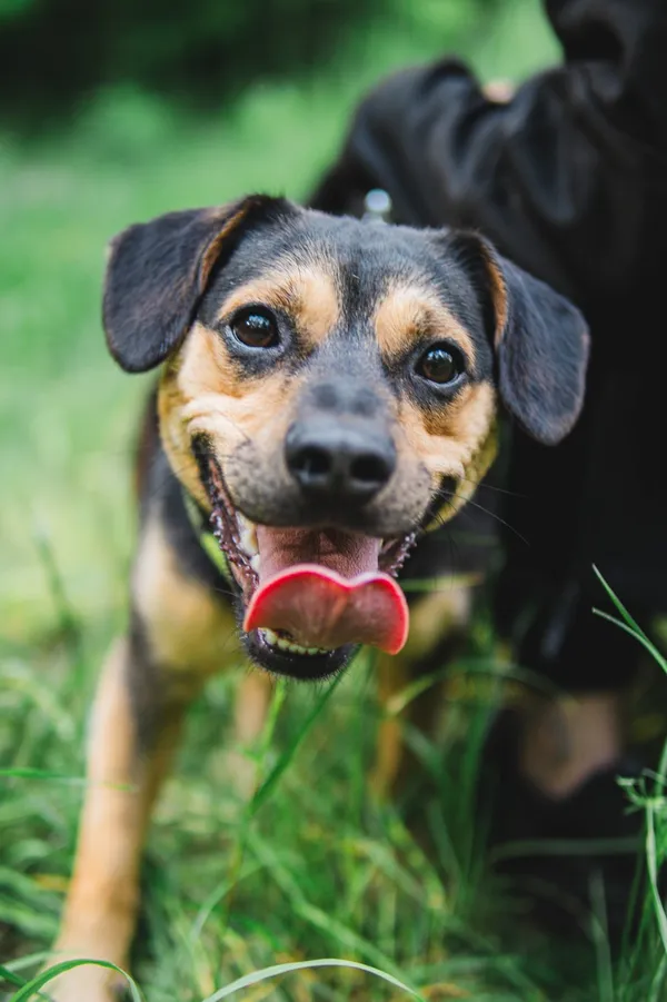 Pies do adopcji, Sosnowiec, 16 maja 2025 (3/5)