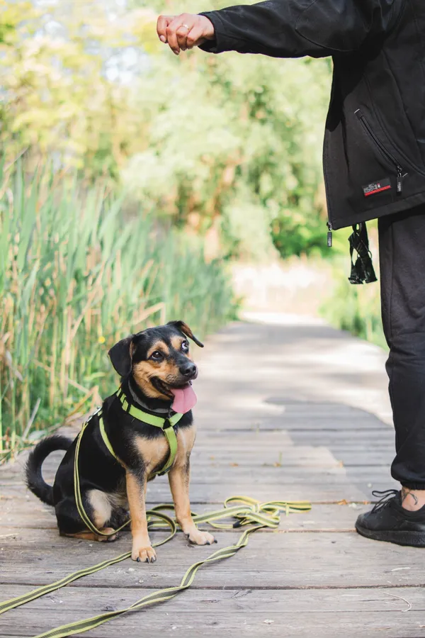 Pies do adopcji, Sosnowiec, 16 maja 2025 (5/5)