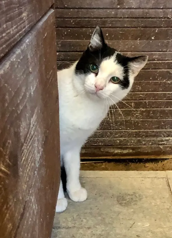 Kot do adopcji, Gdańsk, 19 maja 2025