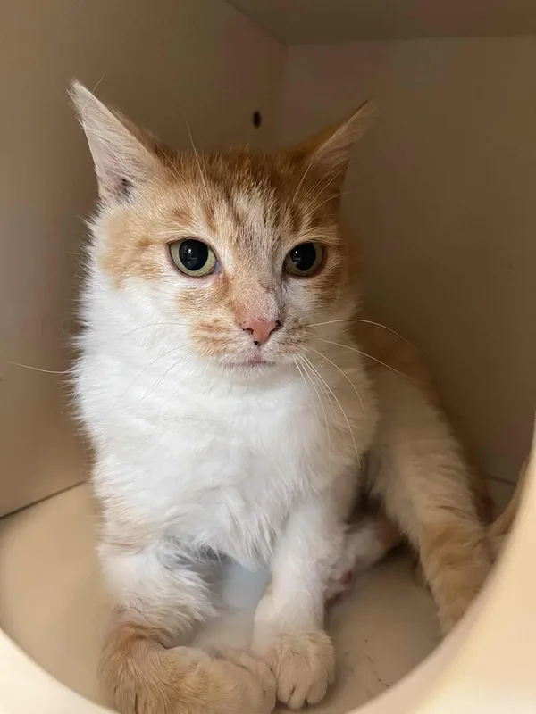 Kot do adopcji, Włocławek, 18 maja 2025 (3/5)