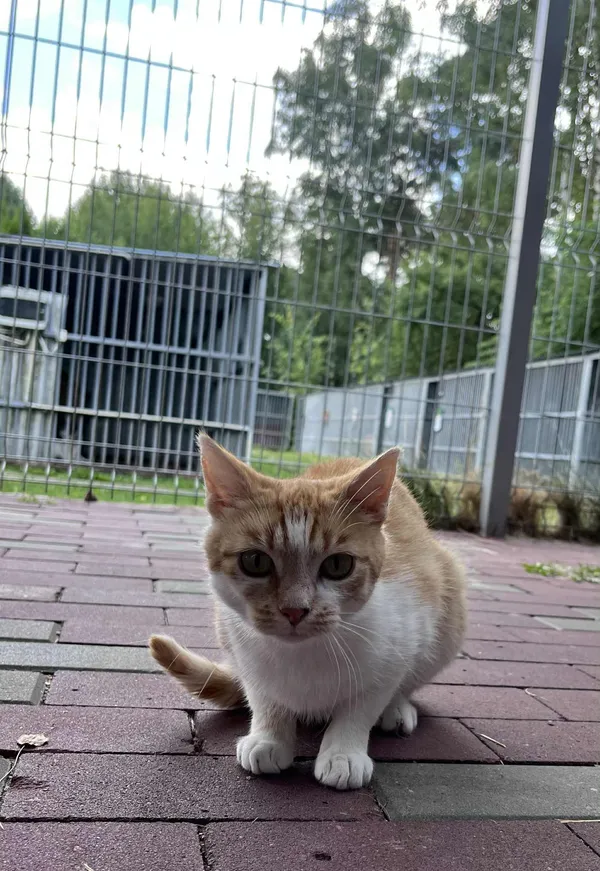 Kot do adopcji, Włocławek, 18 maja 2025 (4/5)