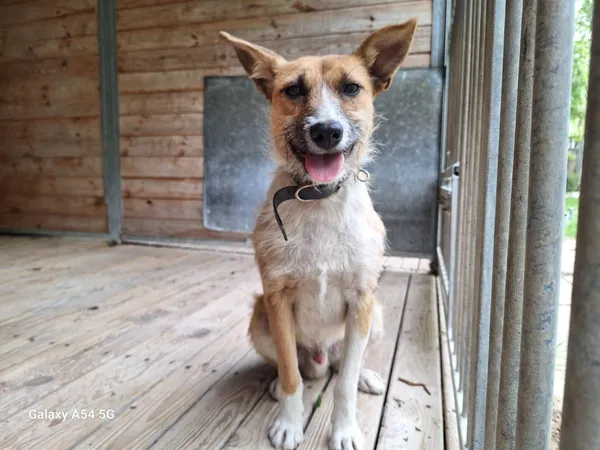 Pies do adopcji, Orzechowce, 20 maja 2025 (1/5)