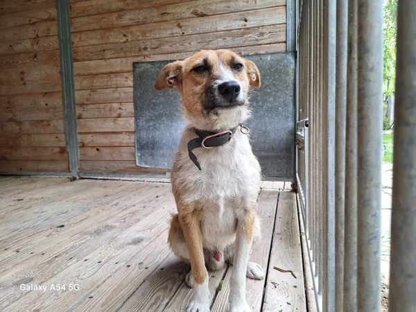 Pies do adopcji, Orzechowce, 20 maja 2025 (2/5)