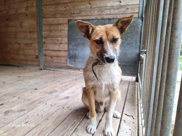 Pies do adopcji, Orzechowce, 20 maja 2025 (3/5)