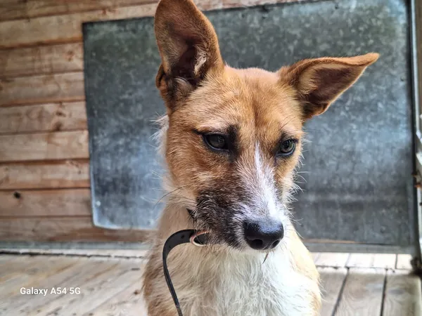 Pies do adopcji, Orzechowce, 20 maja 2025 (4/5)