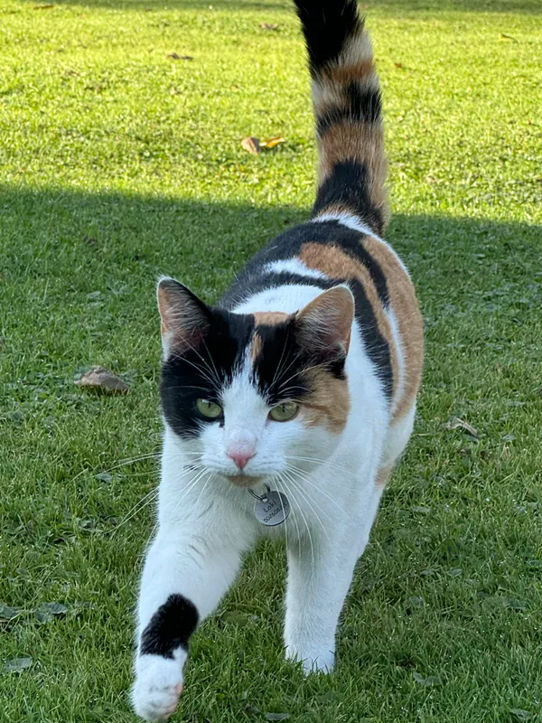 Zaginął kot, Czyżowice, 20 maja 2025 (1/3)