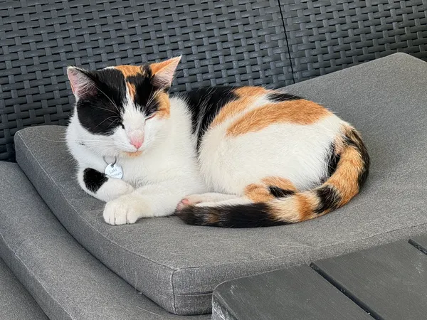 Zaginął kot, Czyżowice, 20 maja 2025 (3/3)