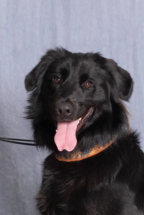 Pies do adopcji, Gdańsk, 14 listopada 2024