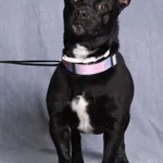 Pies do adopcji
