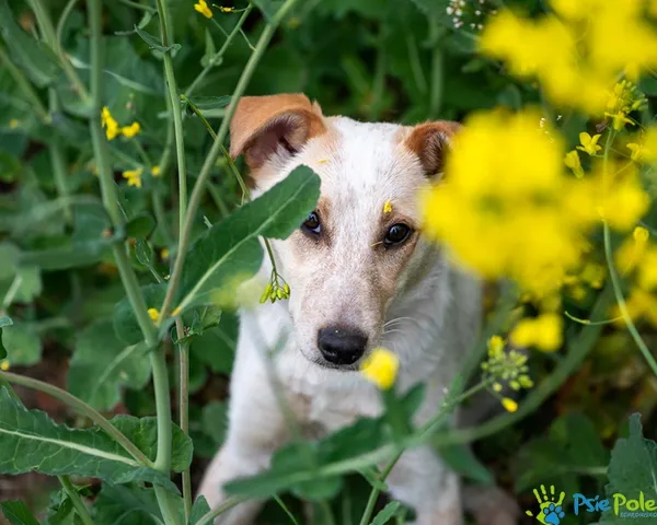Pies do adopcji, Racławice, 12 maja 2025 (1/5)