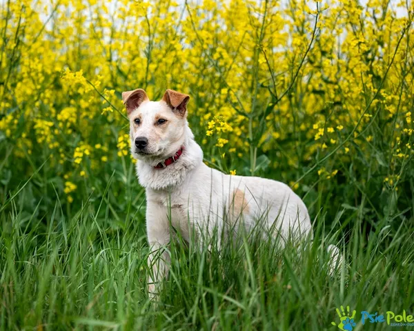Pies do adopcji, Racławice, 12 maja 2025 (3/5)