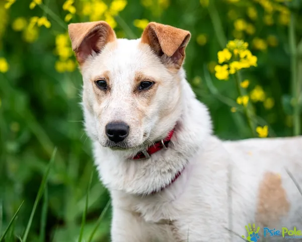 Pies do adopcji, Racławice, 12 maja 2025 (4/5)