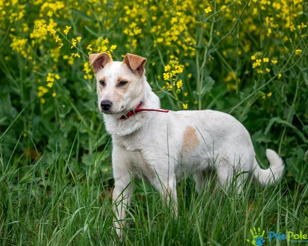 Pies do adopcji, Racławice, 12 maja 2025 (5/5)