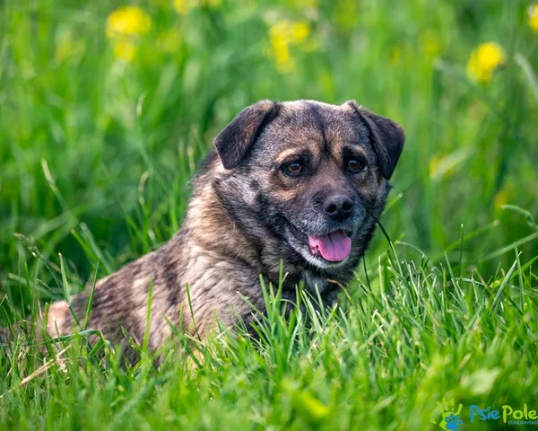 Pies do adopcji, Racławice, 13 maja 2025 (3/5)