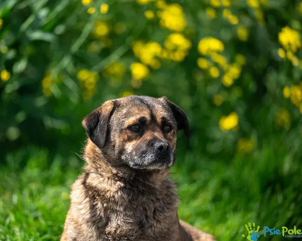 Pies do adopcji, Racławice, 13 maja 2025 (1/5)