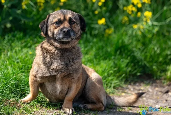 Pies do adopcji, Racławice, 13 maja 2025 (3/5)