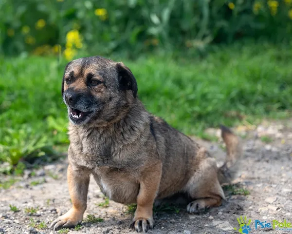 Pies do adopcji, Racławice, 13 maja 2025 (4/5)