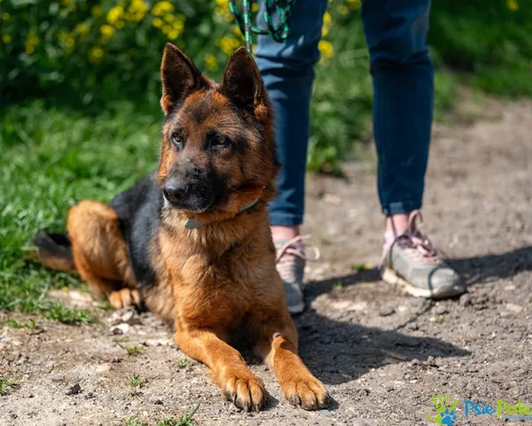 Pies do adopcji, Racławice, 14 maja 2025 (2/5)