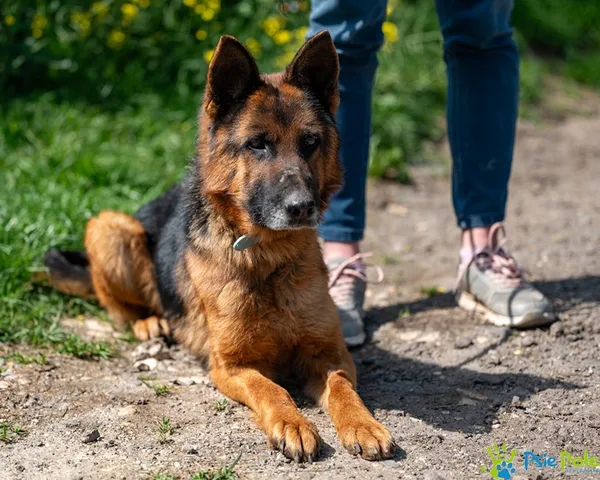 Pies do adopcji, Racławice, 14 maja 2025 (3/5)