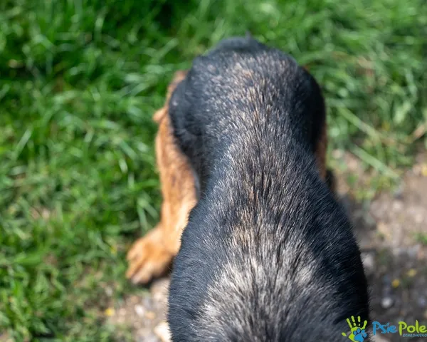 Pies do adopcji, Racławice, 14 maja 2025 (5/5)