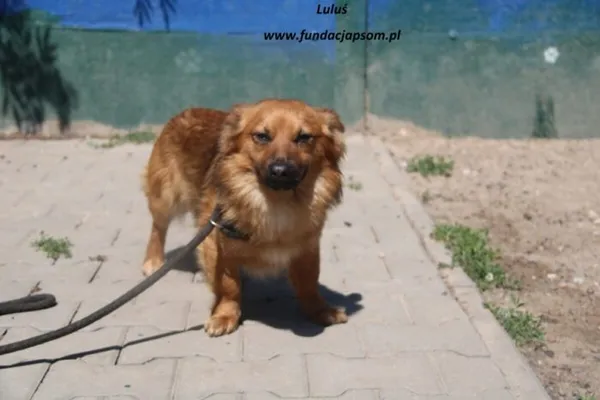 Pies do adopcji, Nowy Dwór Mazowiecki, 20 maja 2025 (3/4)