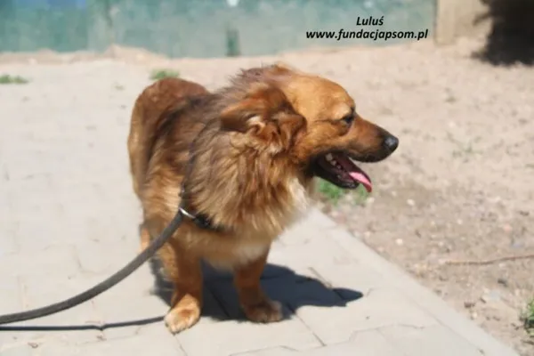 Pies do adopcji, Nowy Dwór Mazowiecki, 20 maja 2025 (4/4)