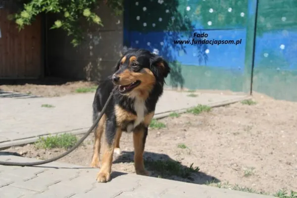Pies do adopcji, Nowy Dwór Mazowiecki, 20 maja 2025 (1/5)