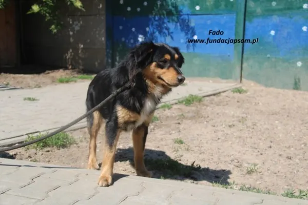Pies do adopcji, Nowy Dwór Mazowiecki, 20 maja 2025 (2/5)