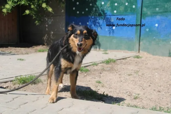 Pies do adopcji, Nowy Dwór Mazowiecki, 20 maja 2025 (3/5)