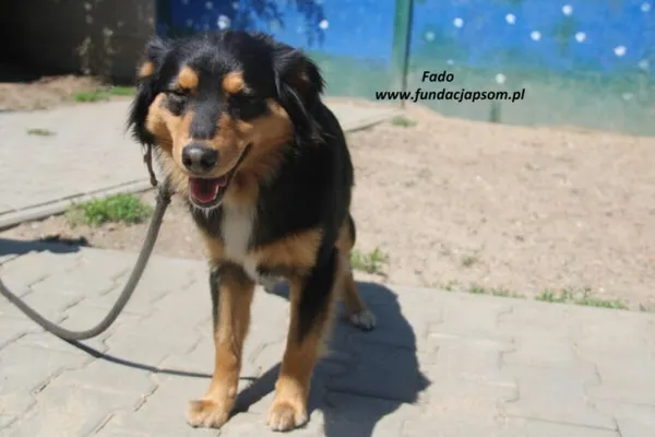 Pies do adopcji, Nowy Dwór Mazowiecki, 20 maja 2025 (4/5)