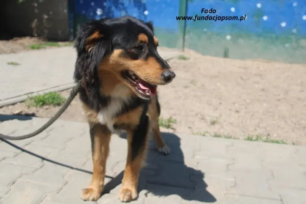 Pies do adopcji, Nowy Dwór Mazowiecki, 20 maja 2025 (5/5)