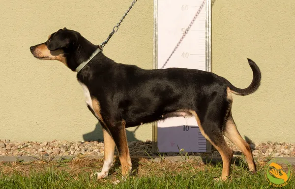 Znaleziono psa, Skałowo, 20 maja 2025 (2/3)