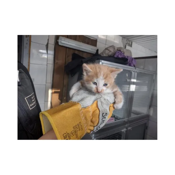 Znaleziono kota, Białystok, 19 maja 2025