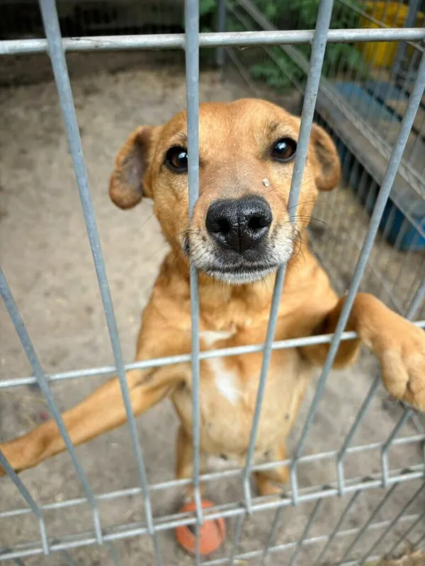 Pies do adopcji, Przyborówko, 12 czerwca 2025 (1/4)