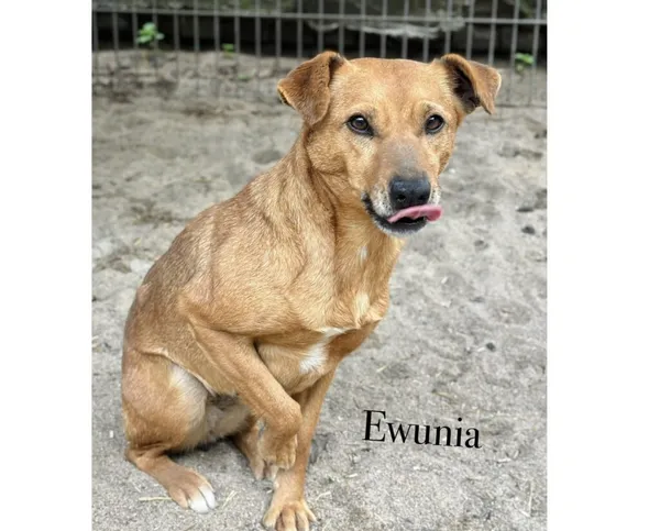 Pies do adopcji, Przyborówko, 12 czerwca 2025 (3/4)