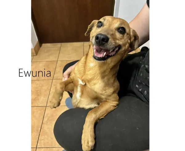 Pies do adopcji, Przyborówko, 12 czerwca 2025 (4/4)