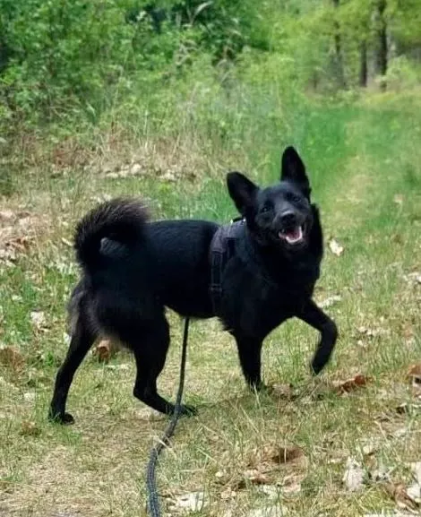 Pies do adopcji, Przyborówko, 14 grudnia 2025 (3/4)