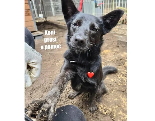Pies do adopcji, Przyborówko, 14 grudnia 2025 (4/4)