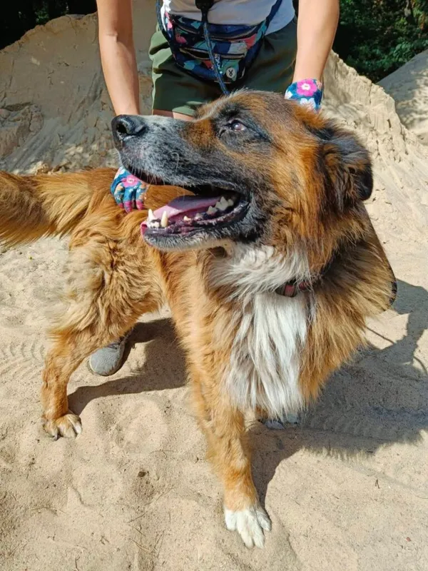 Pies do adopcji, Przyborówko, 8 lipca 2025 (5/5)