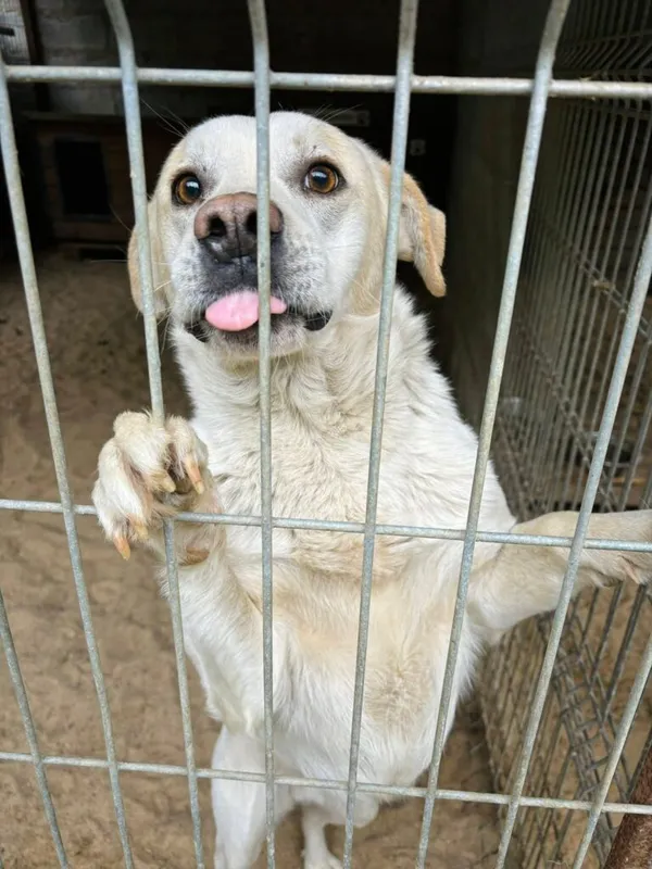 Pies do adopcji, Przyborówko, 15 lipca 2025 (2/5)