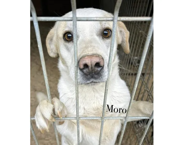 Pies do adopcji, Przyborówko, 15 lipca 2025 (3/5)