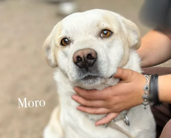 Pies do adopcji, Przyborówko, 15 lipca 2025 (4/5)