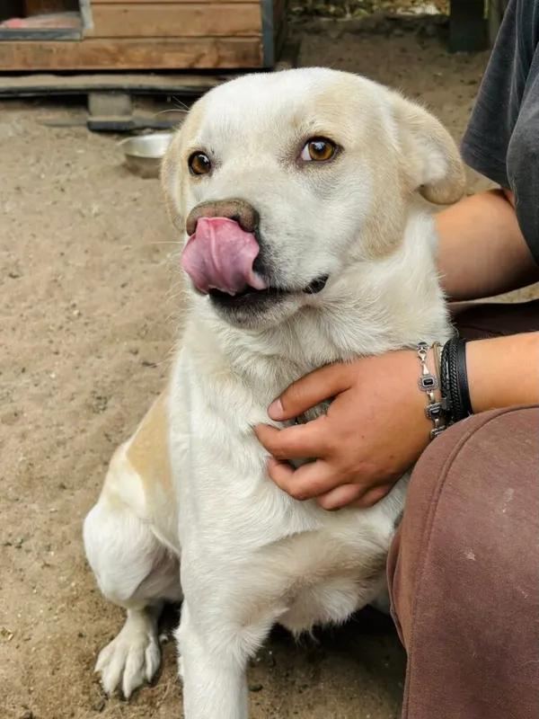 Pies do adopcji, Przyborówko, 15 lipca 2025 (5/5)