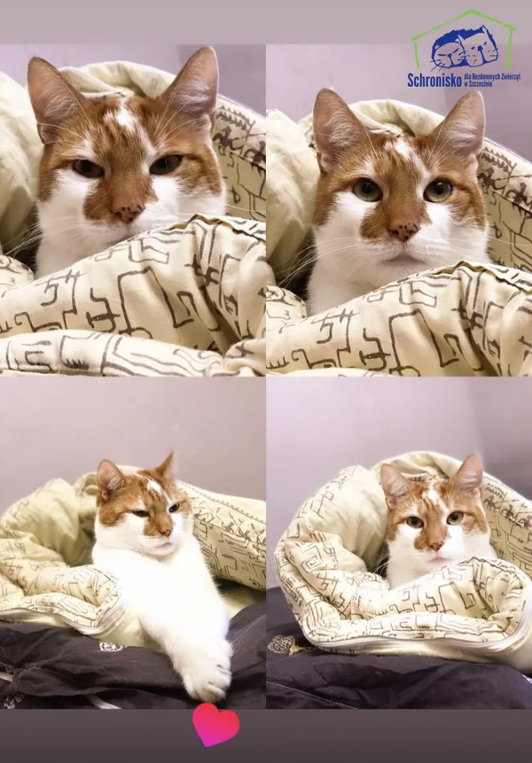 Znaleziono kota, Szczecin, 20 maja 2025 (2/4)